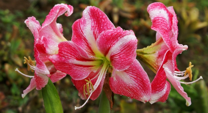 自然 植物 白 花 写真