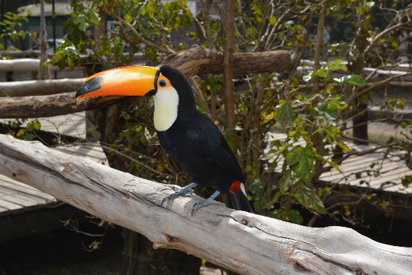 自然 ブランチ 鳥 野生動物 写真