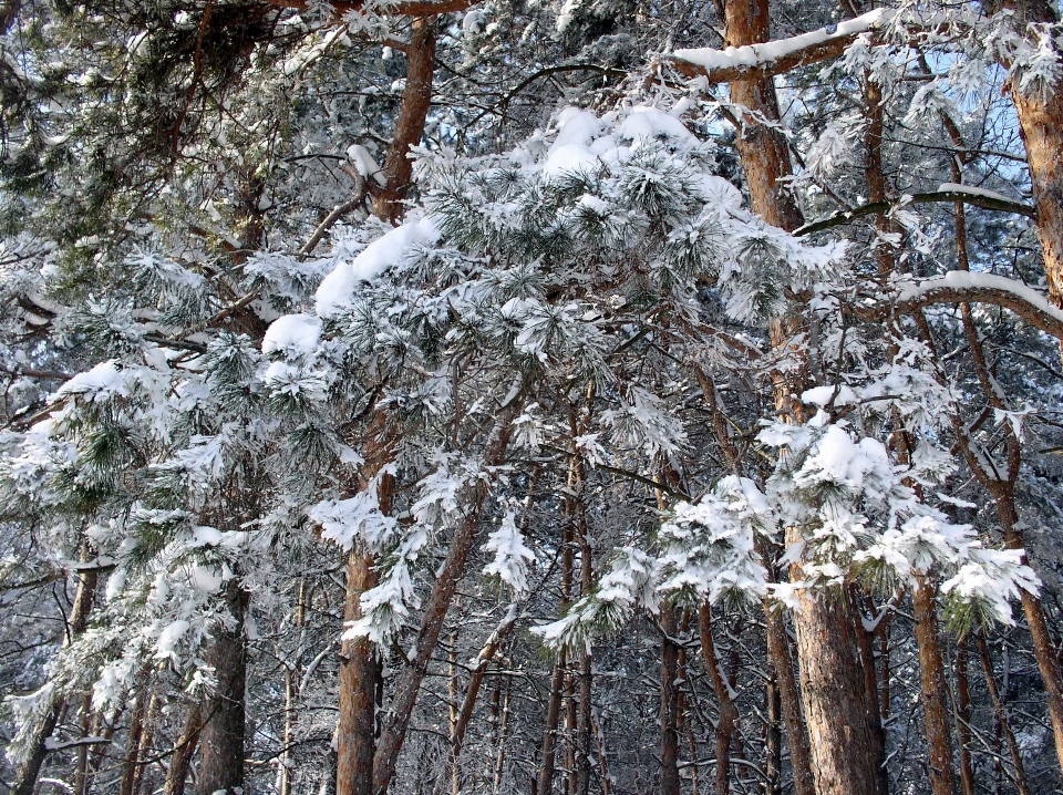 Landscape tree nature forest