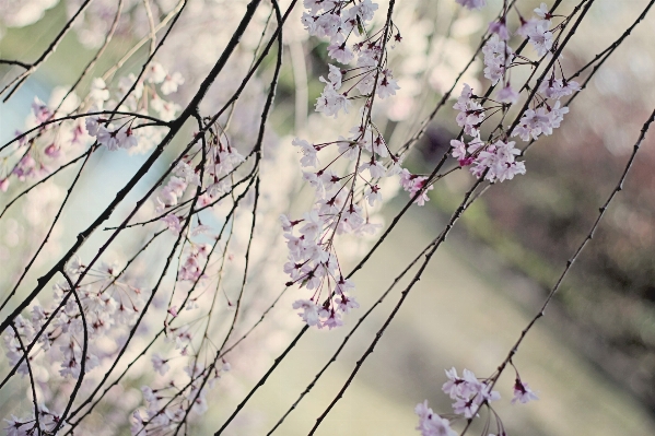 Tree nature branch blossom Photo