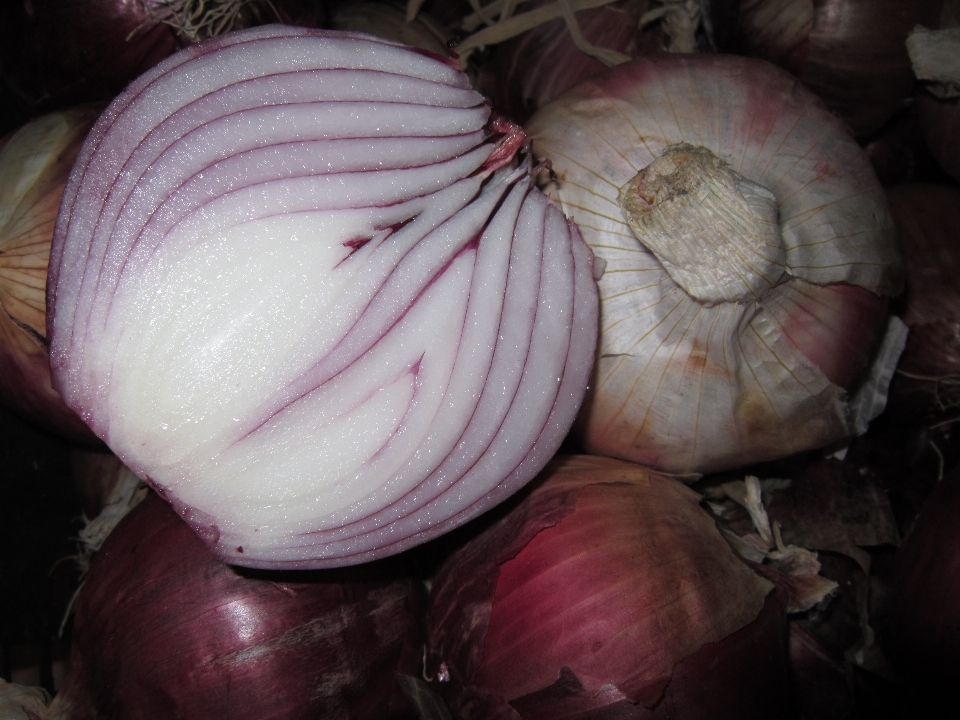 Planta flor pétalo alimento