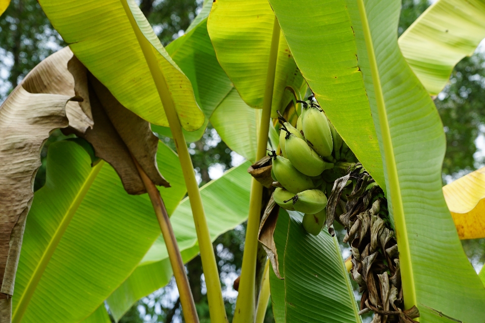 Baum anlage frucht blatt