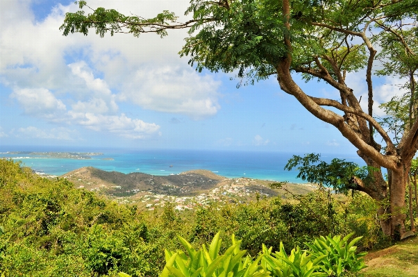 Landscape sea tree nature Photo