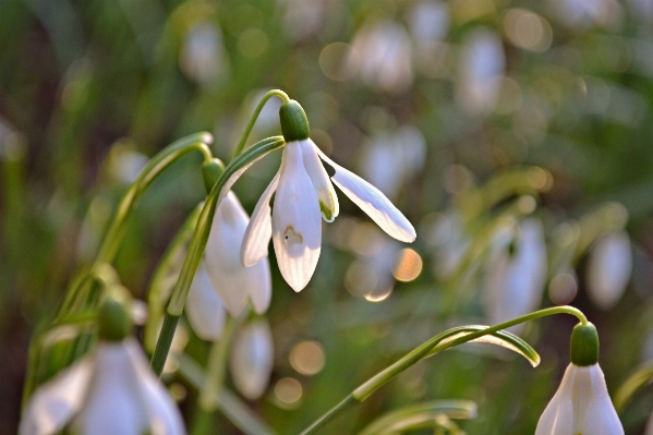 Nature branch blossom winter Photo