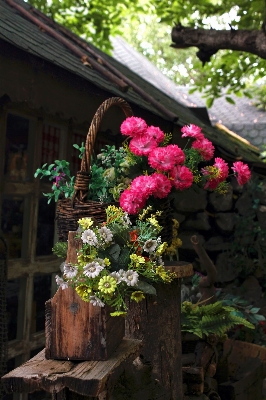 Nature outdoor blossom plant Photo