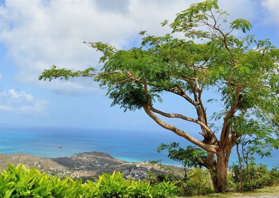 Sea tree nature ocean Photo