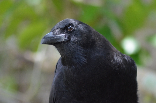 Photo Nature oiseau animal faune