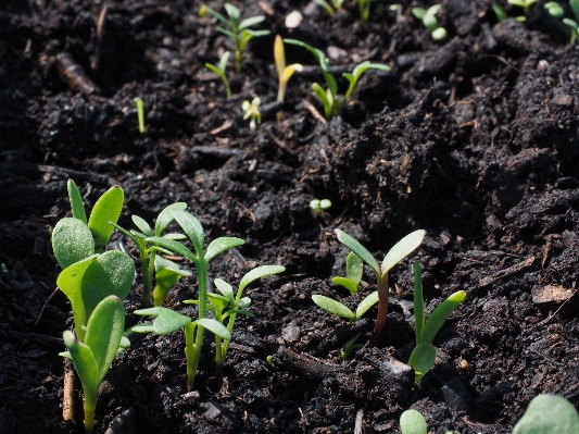 Growth plant leaf seed Photo