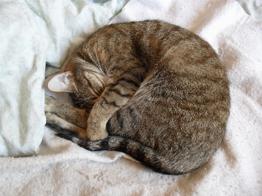 Foto Pelagem gato mamífero descansar