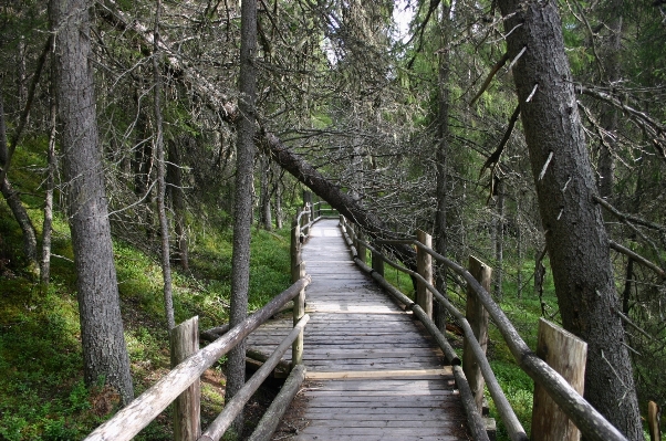 Tree forest trail bridge Photo