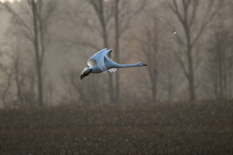 Bird wing field wildlife