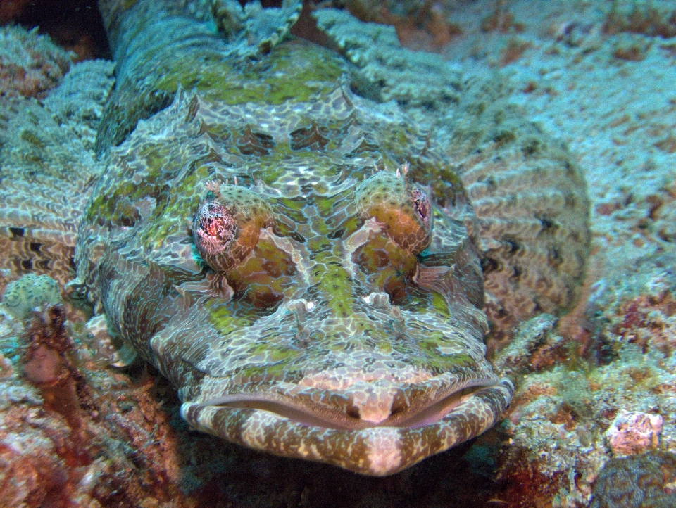 Submarino biología pez fauna