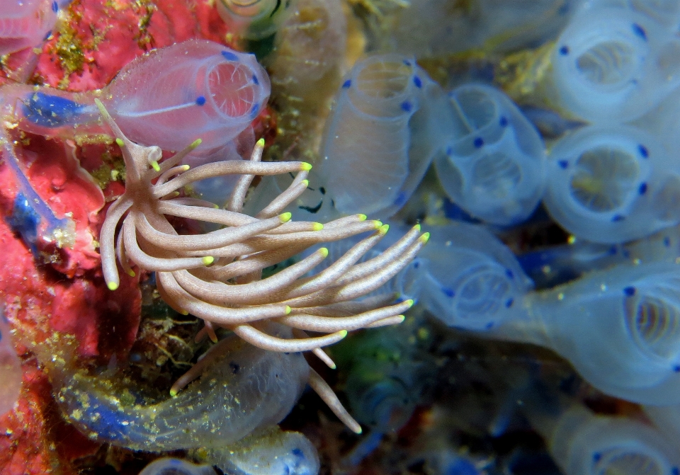 Flor embaixo da agua biologia fauna