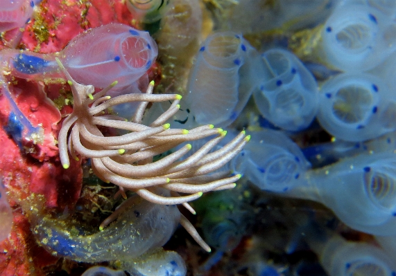 Flower underwater biology fauna Photo