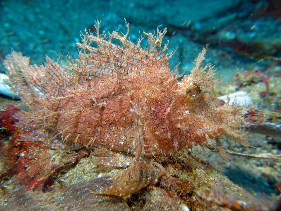 Underwater biology fish fauna