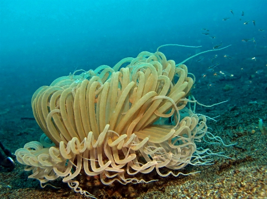 Underwater biology fauna coral Photo