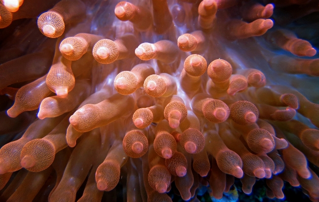 Foto Embaixo da agua biologia fauna coral