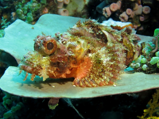 Underwater food biology seafood Photo