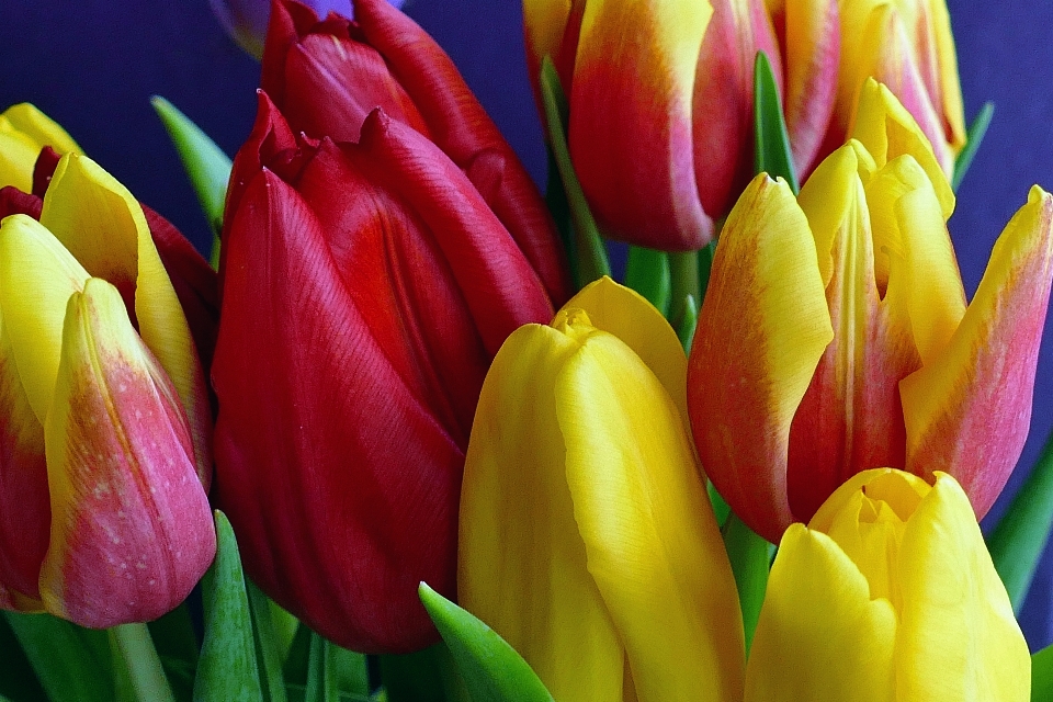 Nature blossom plant bunch