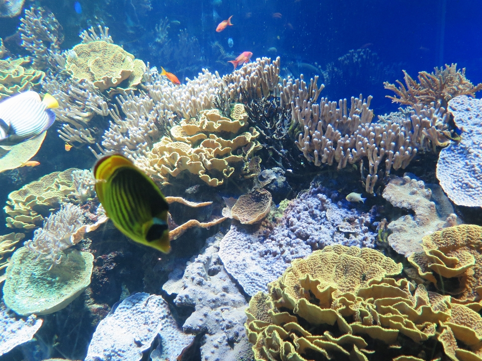 Mar oceano embaixo da agua biologia