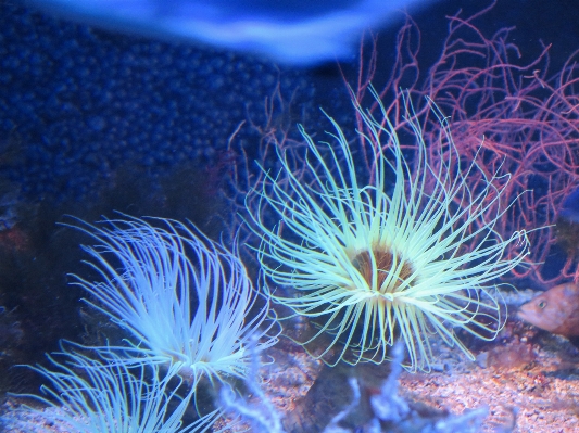 Underwater biology coral reef Photo