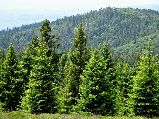 Foto Paisaje árbol bosque desierto
