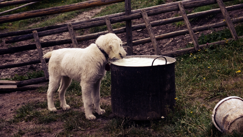 Césped blanco cachorro perro