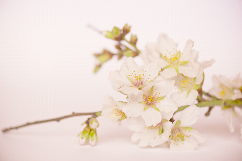 Natur zweig blüte anlage