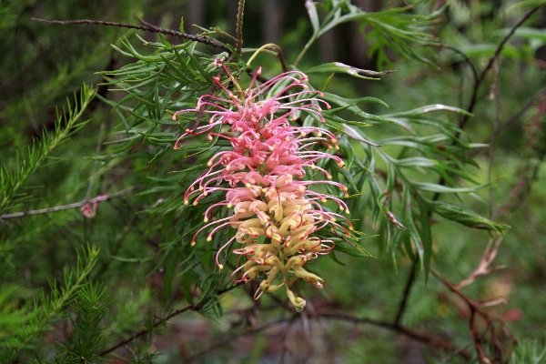 Tree nature outdoor blossom Photo