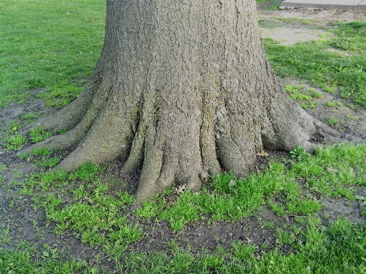 Tree nature growth plant Photo