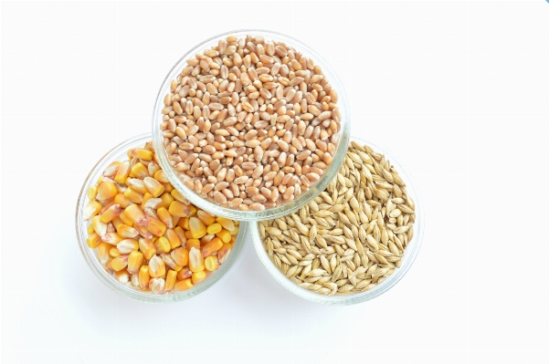 Plant barley wheat food Photo