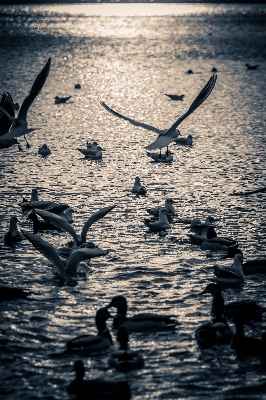 Foto Mar água natureza areia