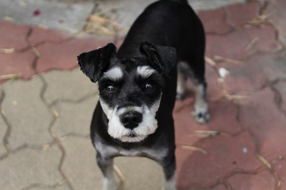 White sweet puppy dog