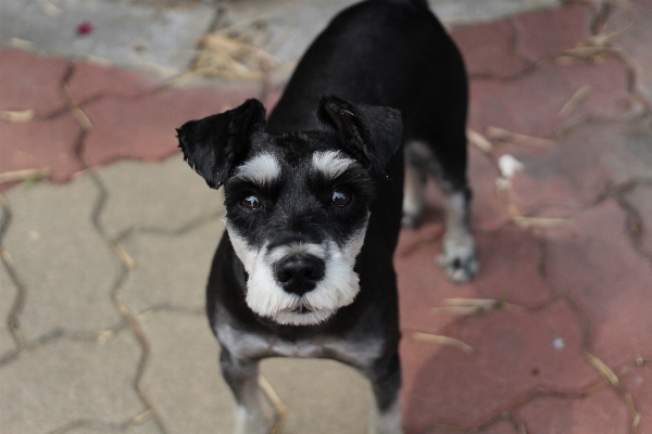 White sweet puppy dog Photo