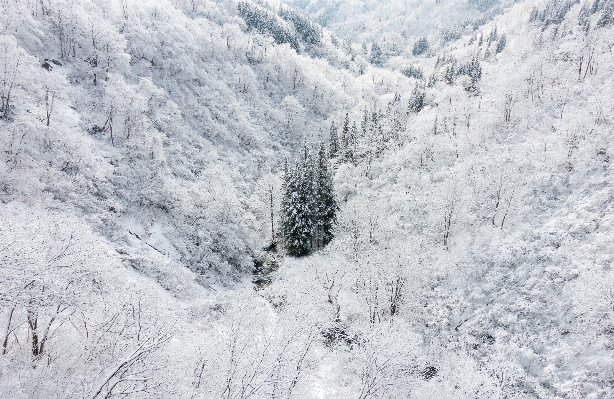 風景 木 自然 山 写真