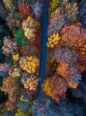 風景 木 自然 森 写真