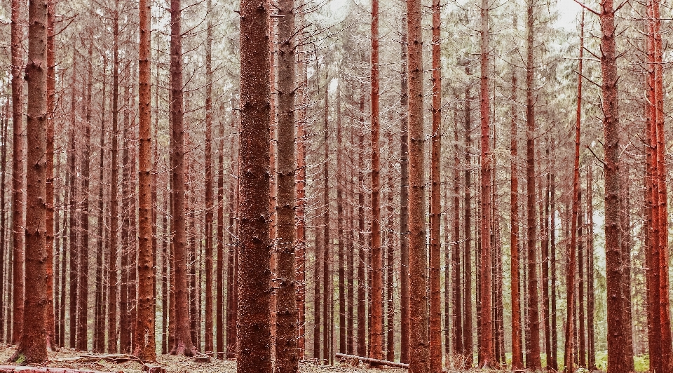 Landscape tree nature forest