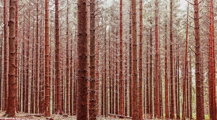 Landscape tree nature forest Photo