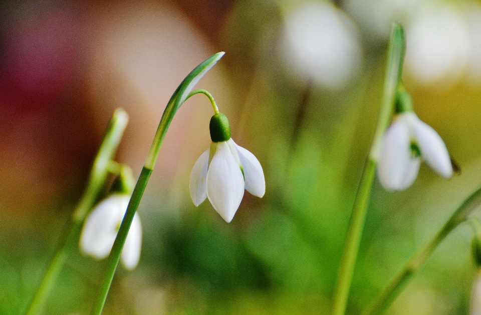 Natura fiore pianta petalo