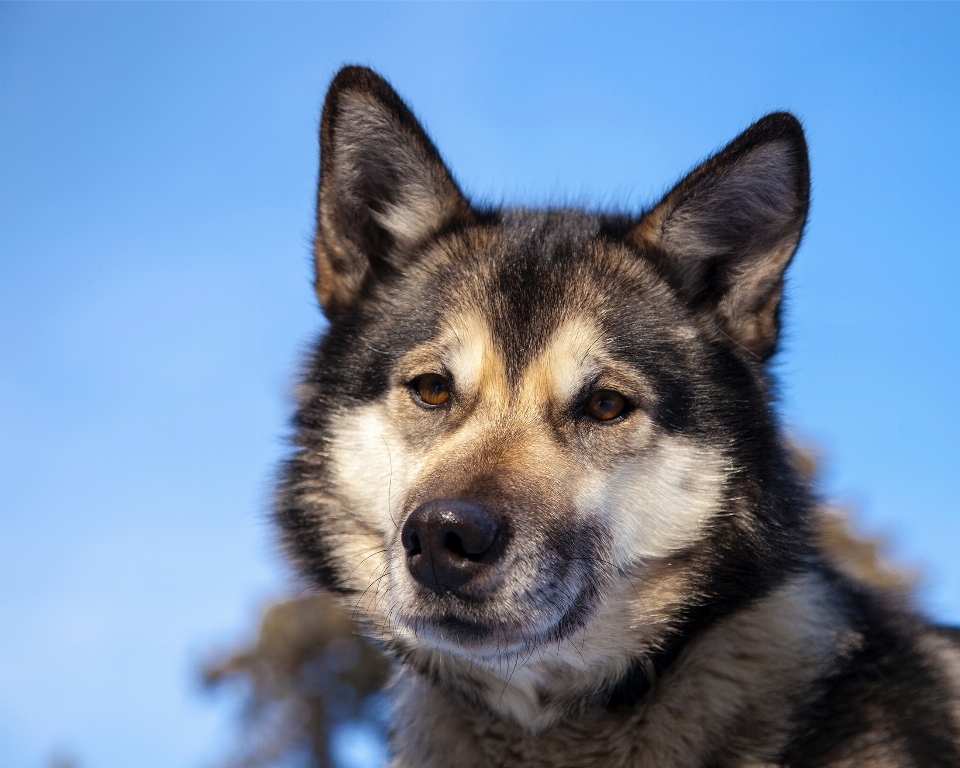 Laboral perro animal canino
