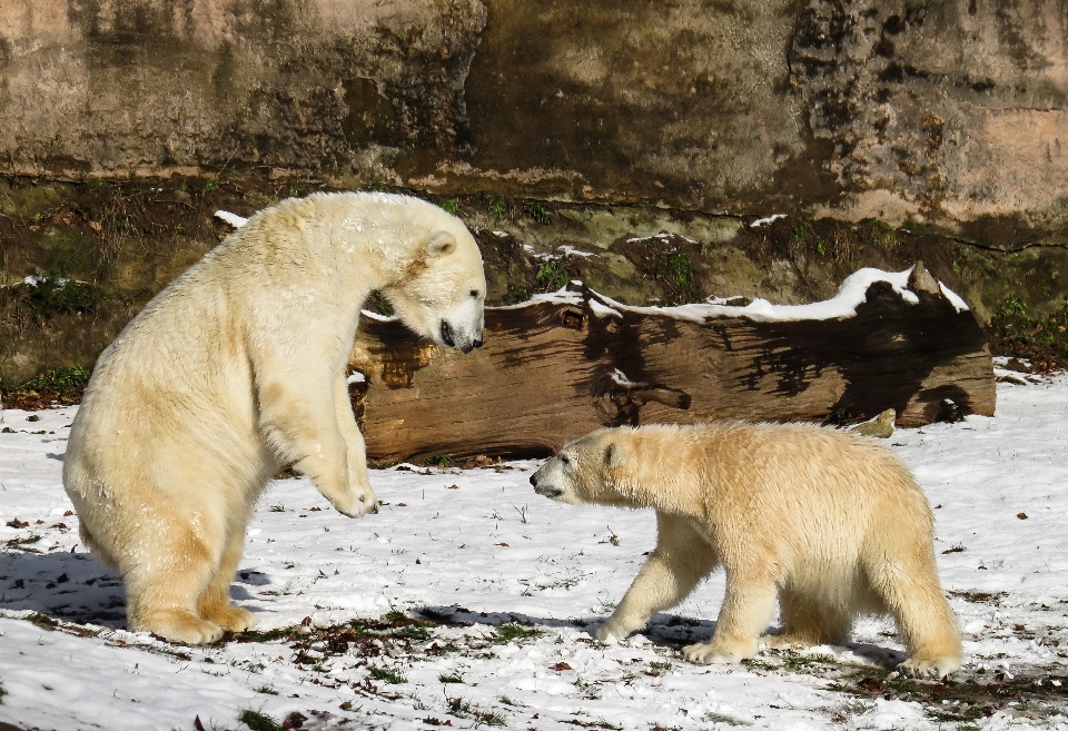 Nevicare inverno giocare orso