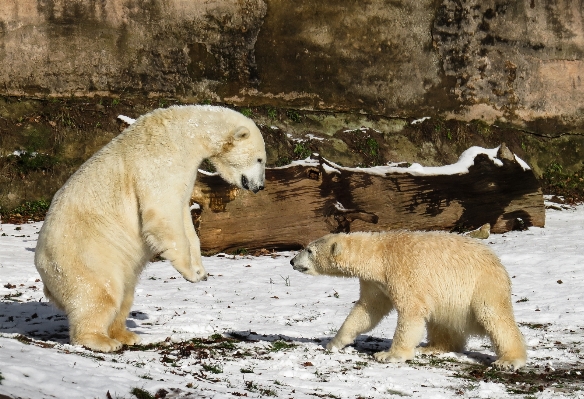 Snow winter play bear Photo