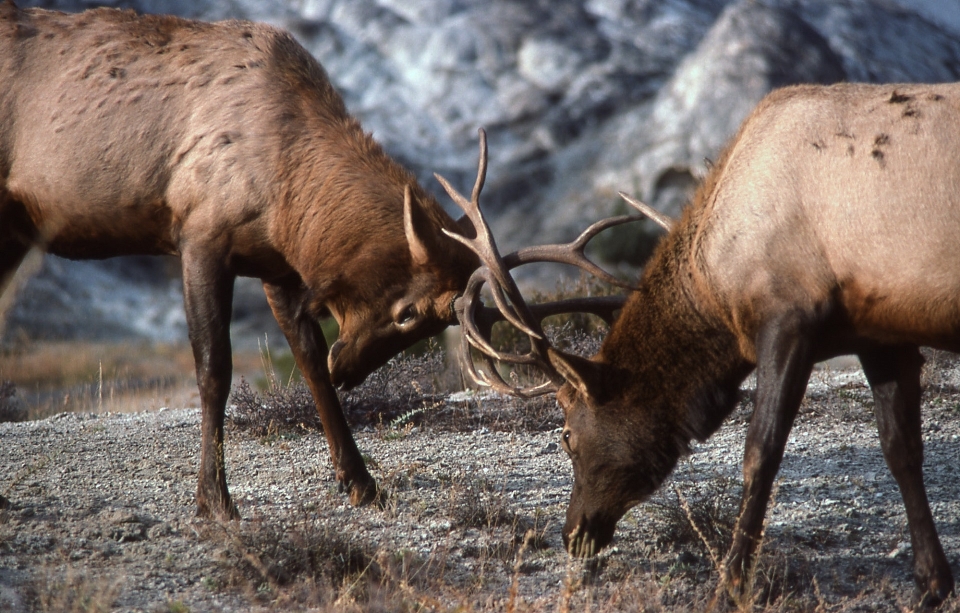 Naturaleza desierto
 prado
 fauna silvestre