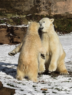 Snow winter play bear Photo