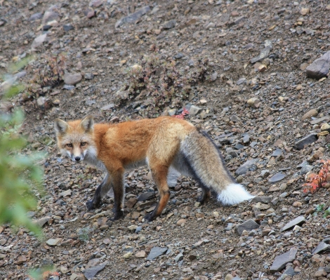 Nature wilderness looking wildlife Photo