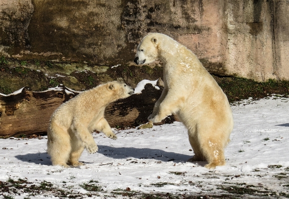 Snow winter play bear Photo