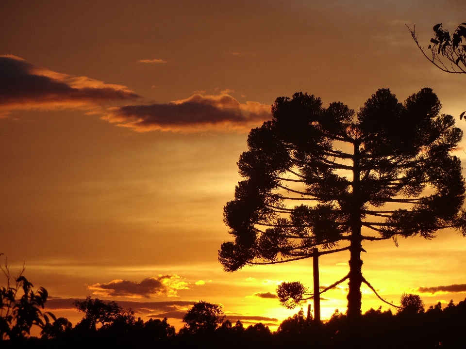 Baum horizont silhouette wolke