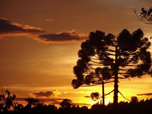 Tree horizon silhouette cloud Photo