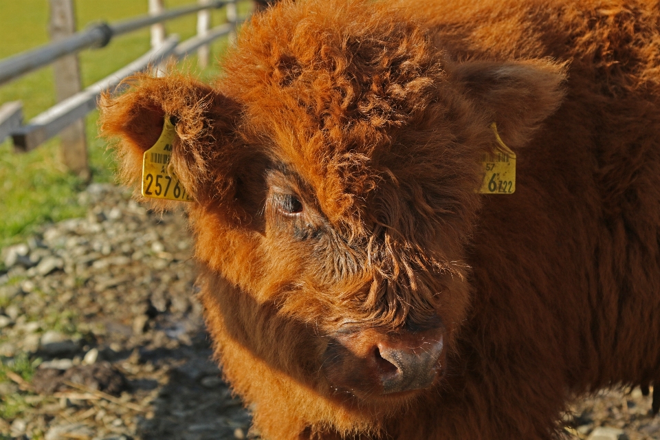 かわいい 野生動物 牛 ふわふわ