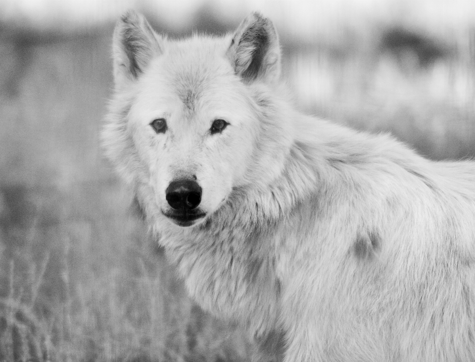 Nature neige noir et blanc
 bois